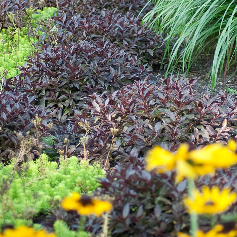 Midnight Wine Shine™ Weigela 6 Midnight Wine Shine™ Weigela - Image 4