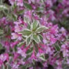 My Monet Purple Effect® Weigela 1 My Monet Purple Effect® Weigela -Garden Plants Store Weigela My Monet Purple Effect 1 P
