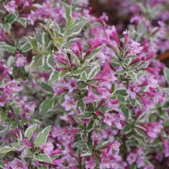 My Monet Purple Effect® Weigela -Garden Plants Store Weigela My Monet Purple Effect 3 P
