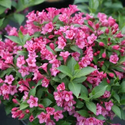 Snippet® Dark Pink Weigela