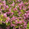 Snippet Lime® Weigela -Garden Plants Store Weigela Snippet Lime 2 P