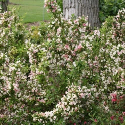 Sonic Bloom® Pearl Weigela