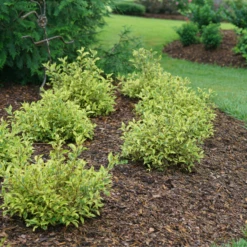 Bubbly Wine™ Weigela 10 Bubbly Wine™ Weigela -Garden Plants Store WeigelaBubblyWineDSC04588 800x800 fef1585