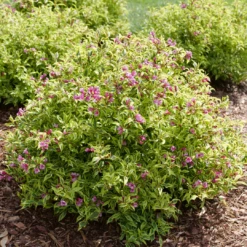 Bubbly Wine™ Weigela 9 Bubbly Wine™ Weigela -Garden Plants Store WeigelaBubblyWineP1184122 1080x1080 de52f29