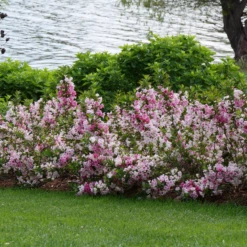 Czechmark Trilogy® Weigela 10 Czechmark Trilogy® Weigela -Garden Plants Store WeigelaCzechmarkTrilogyP1060922 800x800 2a9d56d