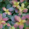 Midnight Sun™ Weigela -Garden Plants Store WeigelaMidnightSunP1093797 1080x1080 33ae4e4