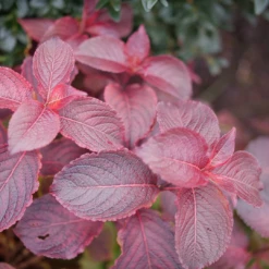 Midnight Sun™ Weigela -Garden Plants Store WeigelaMidnightSunP1117997 1080x1080 d3163c7