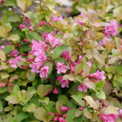 Midnight Sun™ Weigela -Garden Plants Store WeigelaMidnightSunP1184011 800x800 af8f5c9
