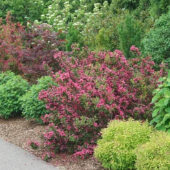Sonic Bloom Punch™ Weigela 10 Sonic Bloom Punch™ Weigela -Garden Plants Store WeigelaSonicBloomPunchDSC06419 800x800 6296f1c