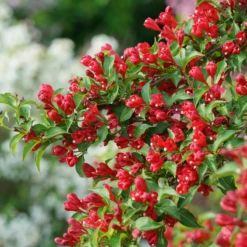 Sonic Bloom® Red Weigela -Garden Plants Store WeigelaSonicBloomRedDSC01971 800x800 7cb4b78