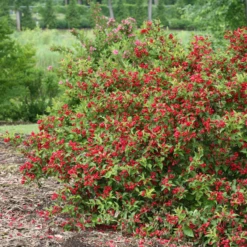 Sonic Bloom® Red Weigela -Garden Plants Store WeigelaSonicBloomRedIMG 9370 800x800 5a01884