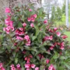 Sonic Bloom Wine™ Weigela -Garden Plants Store WeigelaSonicBloomWineIMG 4242 1080x1080 ef83019