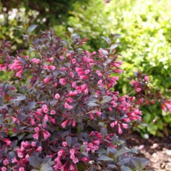 Very Fine Wine™ Weigela -Garden Plants Store WeigelaVeryFineWineP1162632 800x800 7a32969