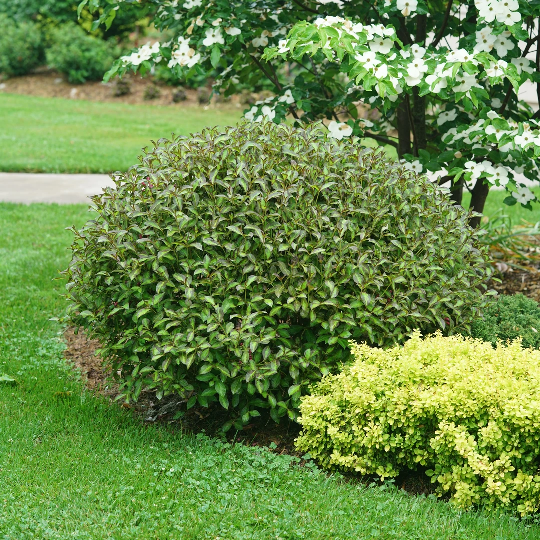 Vinho Verde® Weigela 4 Vinho Verde® Weigela - Image 2