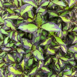 Vinho Verde® Weigela 10 Vinho Verde® Weigela -Garden Plants Store WeigelaVinhoVerdeIMG 1202 1080x1080 123ad77