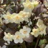 Wine & Spirits™ Weigela -Garden Plants Store WeigelaWineSpiritsIMG 7138 1080x1080 42cddae