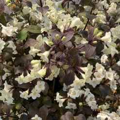 Wine & Spirits™ Weigela 8 Wine & Spirits™ Weigela -Garden Plants Store WeigelaWineSpiritsIMG 7142 1080x1080 8ecb085