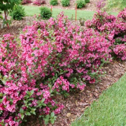 Sonic Bloom Punch™ Weigela 9 Sonic Bloom Punch™ Weigela -Garden Plants Store Weigela Sonic Bloom Punch P1214256