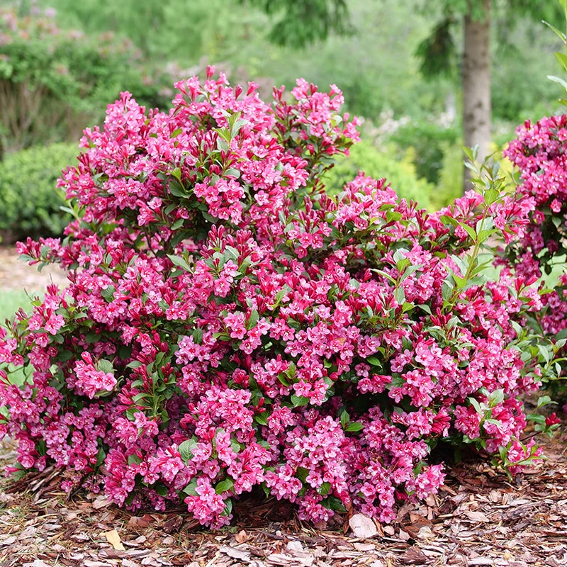 Sonic Bloom Punch™ Weigela 3 Sonic Bloom Punch™ Weigela