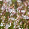 'Whirling Butterflies' Beeblossom (Gaura) -Garden Plants Store Whirling Butterflies Beeblossom Gaura