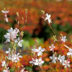 'Whirling Butterflies' Beeblossom (Gaura) -Garden Plants Store Whirling Butterflies Beeblossom Gaura 1