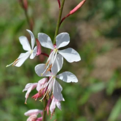 'Whirling Butterflies' Beeblossom (Gaura) -Garden Plants Store Whirling Butterflies Beeblossom Gaura 2