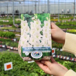 'White Prosperity' Gladiolus 8 'White Prosperity' Gladiolus -Garden Plants Store WhiteProsperity Gladiolus
