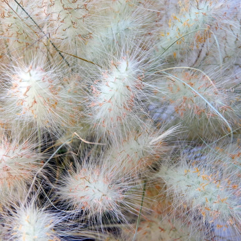 'White Cloud' Muhly Grass (Muhlenbergia) 4 'White Cloud' Muhly Grass (Muhlenbergia) - Image 2