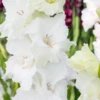 'White Prosperity' Gladiolus