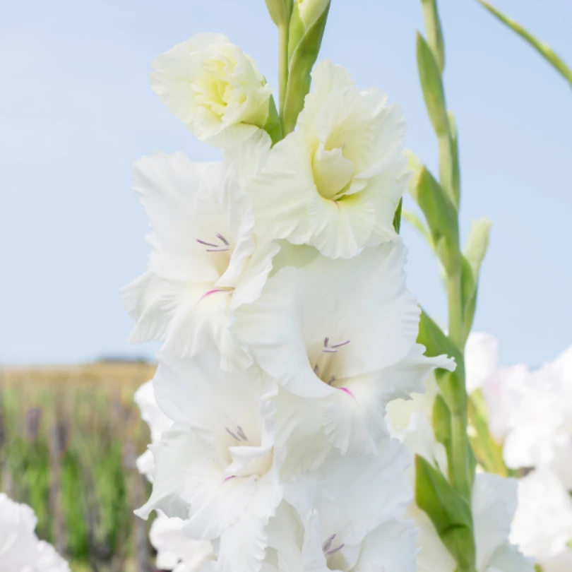 'White Prosperity' Gladiolus 4 'White Prosperity' Gladiolus - Image 2