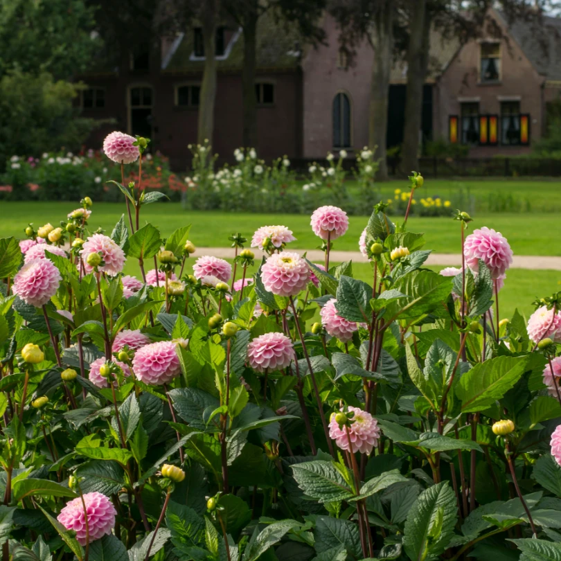'Wizard Of Oz' Dahlia 4 'Wizard Of Oz' Dahlia - Image 2