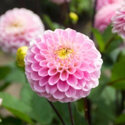 'Wizard Of Oz' Dahlia