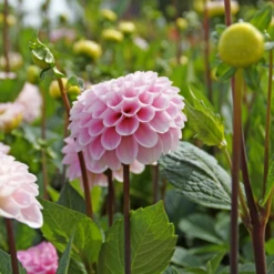 'Wizard Of Oz' Dahlia 8 'Wizard Of Oz' Dahlia -Garden Plants Store Wizard of Oz Dahlia 2