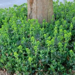 Wood Spurge (Euphorbia)