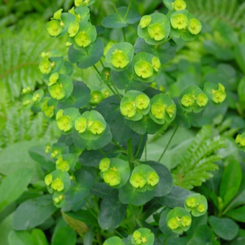 Wood Spurge (Euphorbia) 4 Wood Spurge (Euphorbia) - Image 2