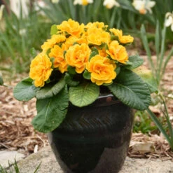 Bouquet Perfect™ 'Mandarin' Primrose -Garden Plants Store a20290eaa51c635a80390eab2148cd2e