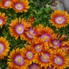 Fire Spinner® Ice Plant -Garden Plants Store a4c83f2c6e52d6d27d9fc2c4405feb19