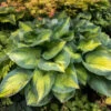'Brother Stefan' Hosta 1 'Brother Stefan' Hosta -Garden Plants Store a5a4a732197bfea6bd1c3ee87e4f5c81