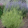 Platinum Blonde™ Lavender 2 Platinum Blonde™ Lavender -Garden Plants Store a66301a91b07417a013723974b82e0c2 9e841bb9 621c 45c4 8ae0 a12bfaba062a
