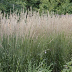 'Karl Foerster' Feather Reed Grass 10 'Karl Foerster' Feather Reed Grass -Garden Plants Store ab49f9ad0a0821b841814629f0f7bb0a