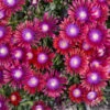 Kaleidoscope™ 'Razzle Dazzle' Ice Plant 1 Kaleidoscope™ 'Razzle Dazzle' Ice Plant -Garden Plants Store ab9f8d4fa0a4d8a31f5570bddb964d2d