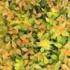 Funshine® Abelia 2 Funshine® Abelia -Garden Plants Store abelia funshine 4 P sw