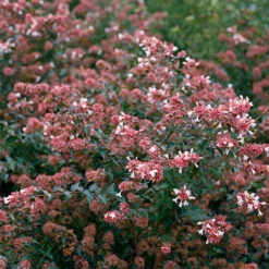 Ruby Anniversary® Abelia -Garden Plants Store abelia ruby anniversary 4 P