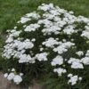 'Firefly Diamond' Yarrow 1 'Firefly Diamond' Yarrow -Garden Plants Store achillea firefly diamond yarrow 1 sw