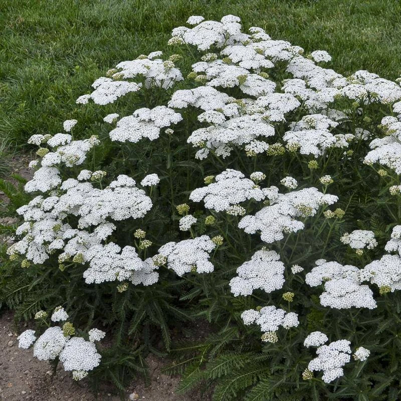 'Firefly Diamond' Yarrow 3 'Firefly Diamond' Yarrow