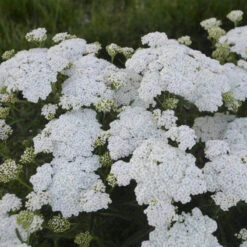 'Firefly Diamond' Yarrow 8 'Firefly Diamond' Yarrow -Garden Plants Store achillea firefly diamond yarrow 2 sw