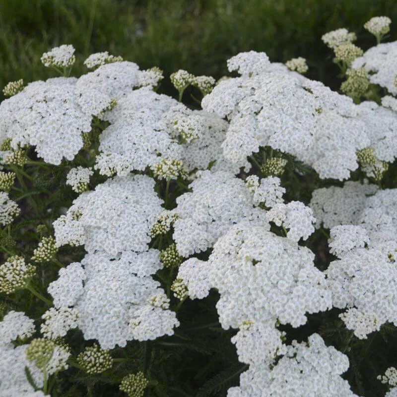 'Firefly Diamond' Yarrow 5 'Firefly Diamond' Yarrow - Image 3