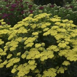 'Firefly Sunshine' Yarrow -Garden Plants Store achillea firefly sunshine yarrow 2 sw