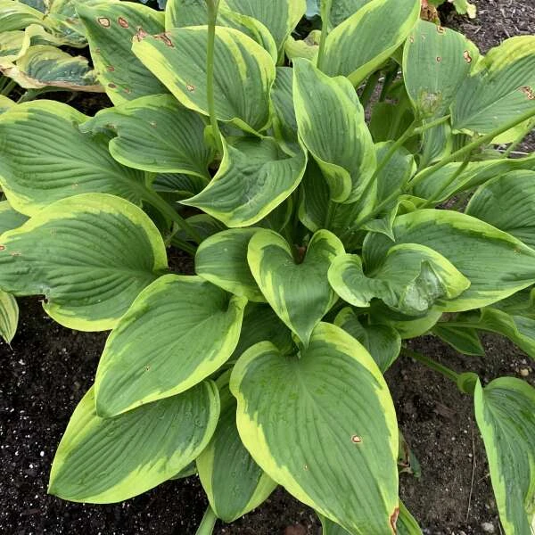Shadowland® 'Lone Star' Hosta 5 Shadowland® 'Lone Star' Hosta - Image 3