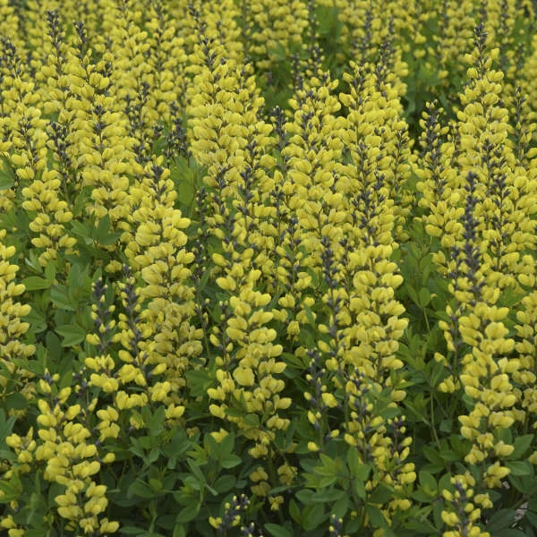 Decadence® 'Lemon Meringue' False Indigo 4 Decadence® 'Lemon Meringue' False Indigo - Image 2
